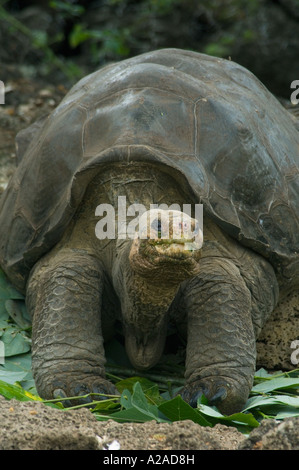 Le Galapagos La tartaruga gigante (Geochelone nigra abingdoni) "Lonesome George' ultimo dalla pinta Island, Isole Galapagos, Ecuador Foto Stock