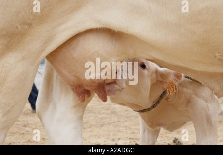 Bovini fayre in Parthenay, Francia Foto Stock