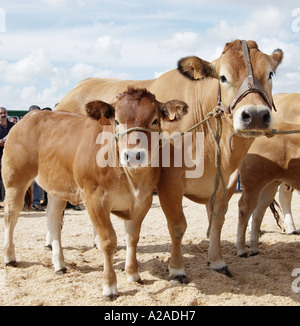 Bovini Fayre in Parthenay, Francia Foto Stock