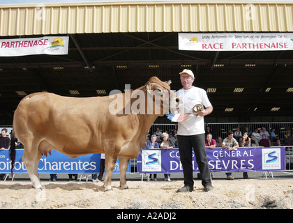 Bovini Fayre in Parthenay, Francia Foto Stock