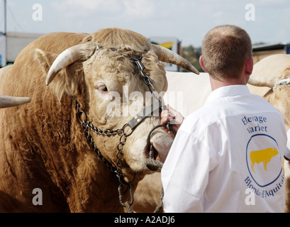 Bovini Fayre in Parthenay, Francia Foto Stock