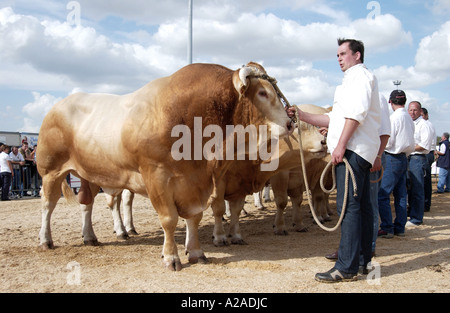 Bovini Fayre in Parthenay, Francia Foto Stock