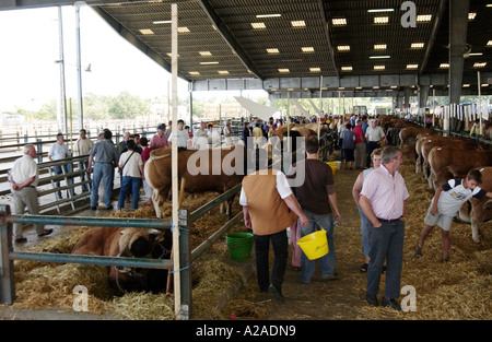 Bovini Fayre in Parthenay, Francia Foto Stock