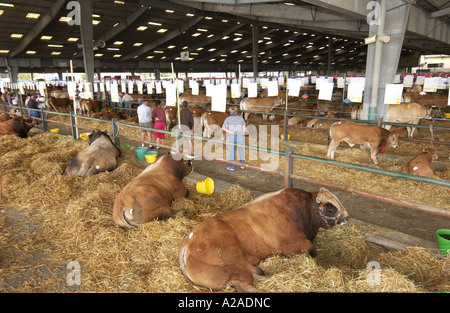 Bovini Fayre in Parthenay, Francia Foto Stock