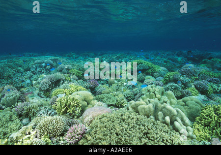 CORAL REEF di varie specie di coralli duri INDONESIA indo-pacifico. Foto Copyright Brandon Cole Foto Stock