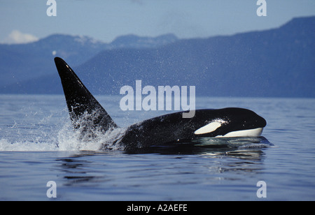 ORCA balena killer WHALE Orcinus orca ALASKA USA OCEANO PACIFICO. Foto Copyright Brandon Cole Foto Stock