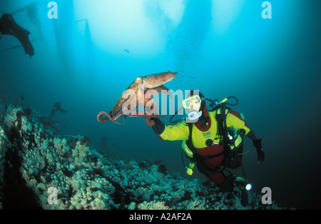 PACIFIC piovra gigante Octopus dofleini e SCUBA DIVER modello rilasciato il Pacific Northwest Oceano Pacifico. Copyright Brandon Cole Foto Stock