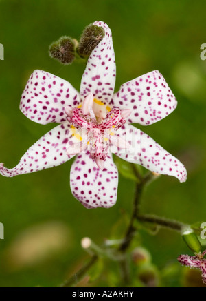 Stolonifera Tricyrtis, Toad Lily, che fiorisce in collezione autunno Foto Stock
