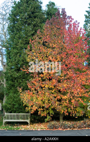 Albero Liquidambar styraciflua Lane Roberts colori autunnali Foto Stock