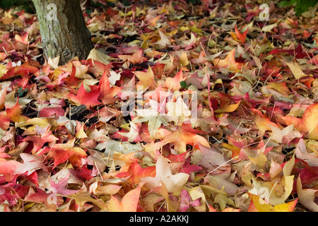 Tappeto di colori d'autunno foglie dell'albero Liquidambar styraciflua Lane Roberts Foto Stock