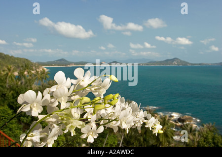 Thailandia Ko Samui East Coast Chaweng Noi orchidee crescere nel giardino sopra la costa rocciosa Foto Stock