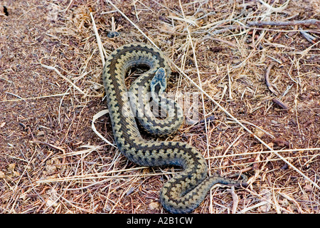 ADDER Foto Stock