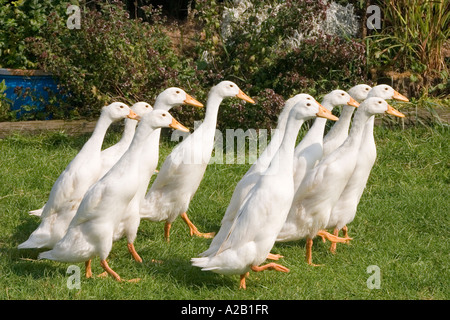 ANATRE DA CORTILE Foto Stock