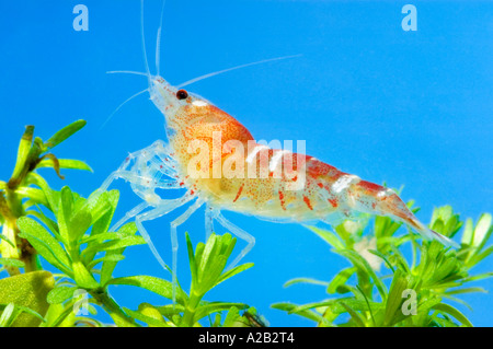 Vivere Crystal Red Caridina sp. Cristallo Gambero Rosso Fuoco Neocaridina gamberi sotto acqua underwater Foto Stock