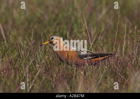 Grigio maschio Phalarope (Phalaropus fulicarius) in allevamento piumaggio, Longyearbyen, Spitsbergen Svalbard Foto Stock