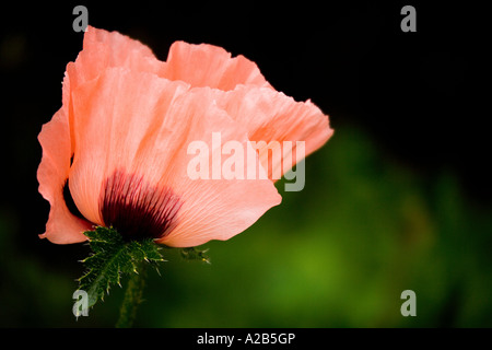 Il papavero Papaver summer flower peach color salmone colorato di colore colore Foto Stock