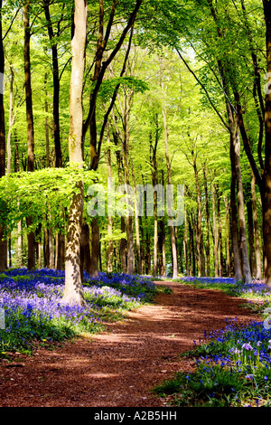 Un sentiero attraverso boschi Bluebell, Hyacinthoides non scripta in primavera a ovest di bosco in prossimità di Marlborough, Wiltshire, Inghilterra, Foto Stock