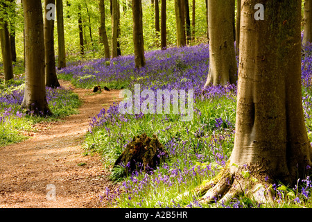 Un bridleway attraverso Bluebell boschi, Hyacinthoides non scripta, in primavera a ovest di bosco in prossimità di Marlborough, Wiltshire, Inghilterra, Foto Stock