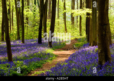 Una via attraverso boschi Bluebell, Hyacinthoides non scripta, in primavera a ovest di bosco in prossimità di Marlborough, Wiltshire, Inghilterra, Regno Unito Foto Stock