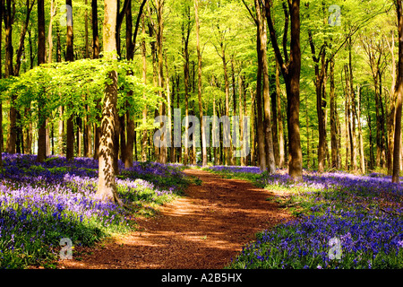 Un bridleway attraverso Bluebell boschi, Hyacinthoides non scripta in primavera a ovest di bosco in prossimità di Marlborough, Wiltshire, Inghilterra, Foto Stock
