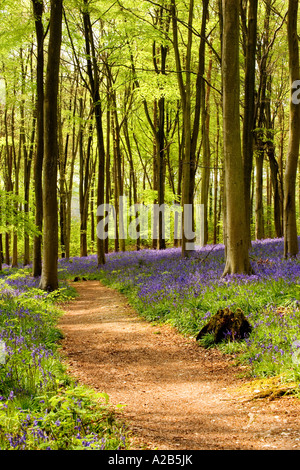 Un sentiero attraverso boschi Bluebell, Hyacinthoides non scripta in primavera a ovest di bosco in prossimità di Marlborough, Wiltshire, Inghilterra, Foto Stock