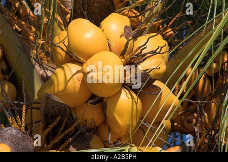 Noci di cocco che cresce su un albero di palma, Guardalavaca, provincia di Holguin, Cuba Foto Stock