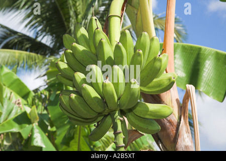 Grappolo di banane che cresce su un albero, Boca Sama, nei pressi di Guardalavaca, provincia di Holguin, Cuba Foto Stock