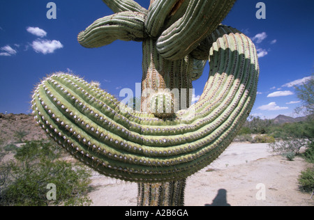 Stati Uniti d'America Arizona Cabeza Prieta National Wildlife Refuge cactus Saguaro Foto Stock