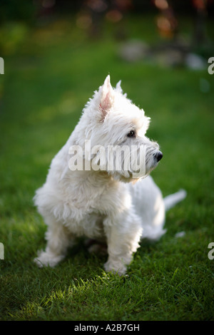 Westie westhighland white terrier Foto Stock