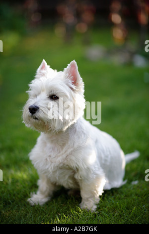 Westie westhighland white terrier Foto Stock