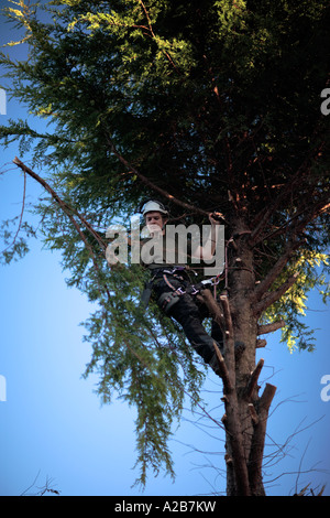 Arborist al lavoro, Regno Unito Foto Stock