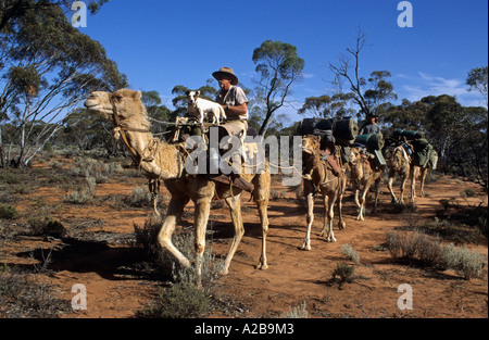 Camel caravane nell'outback australiano, Sud Australia Foto Stock