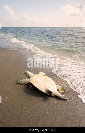 Dead tartaruga verde lavaggi fino su una spiaggia della Florida. Foto Stock