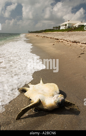 Dead tartaruga verde lavaggi fino su una spiaggia della Florida. Foto Stock