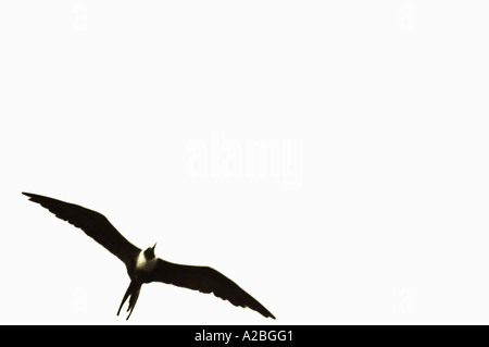 Frigate Bird in volo elevato la chiave Foto Stock