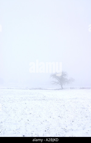 Un lone tree sorge in un mondo di bianco Foto Stock