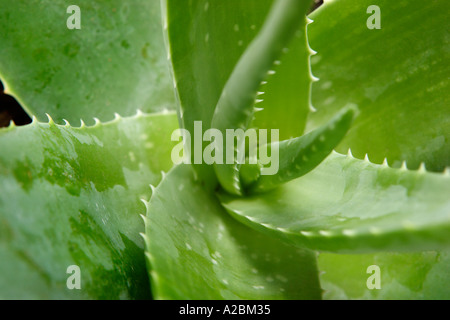 Pianta di Aloe Vera Foto Stock