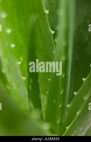Primo piano di aloe vera pianta Foto Stock