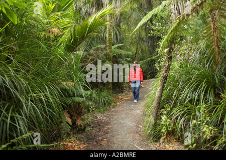 La macchia nativa Truman via vicino a Punakaiki Paparoa National Park West Coast Isola del Sud della Nuova Zelanda Foto Stock