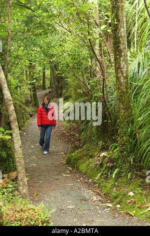 La macchia nativa Truman via vicino a Punakaiki Paparoa National Park West Coast Isola del Sud della Nuova Zelanda Foto Stock