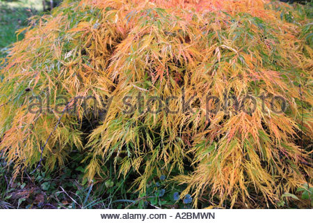 Acero giapponese. ACER PALMATUM dissectum flavescens