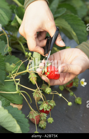 Close up della donna la raccolta di fragole Foto Stock