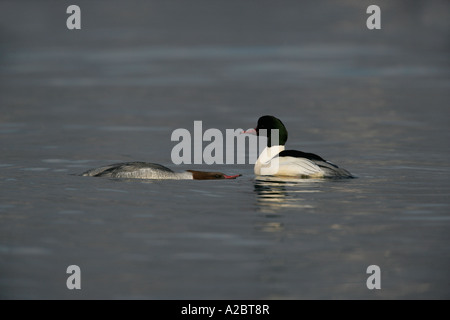 Smergo maggiore Mergus merganser maschio femmina di accoppiamento invitante svizzera Foto Stock