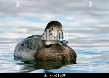 POCHARD Aythya ferina femmina invernali Svizzera Foto Stock