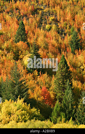 I colori autunnali da Arrowtown vicino a Queenstown Isola del Sud della Nuova Zelanda Foto Stock