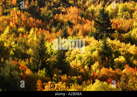 I colori autunnali da Arrowtown vicino a Queenstown Isola del Sud della Nuova Zelanda Foto Stock