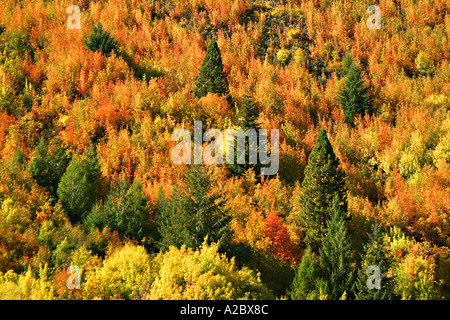I colori autunnali da Arrowtown vicino a Queenstown Isola del Sud della Nuova Zelanda Foto Stock