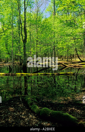 Palude di gomma Cades Cove Great Smoky Mountains Parco Nat TN Foto Stock