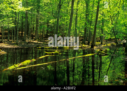Palude di gomma Cades Cove Great Smoky Mountains Parco Nat TN Foto Stock