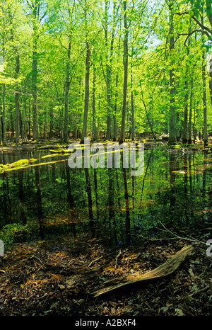 Palude di gomma Cades Cove Great Smoky Mountains Parco Nat TN Foto Stock